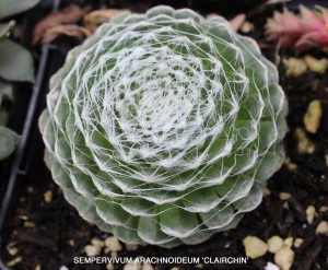 Sempervivum arachnoideum 'Clairchin'